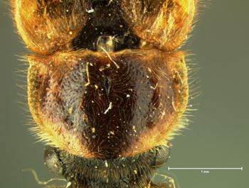 Media type: image;   Entomology 33854 Aspect: pronotum dorsal